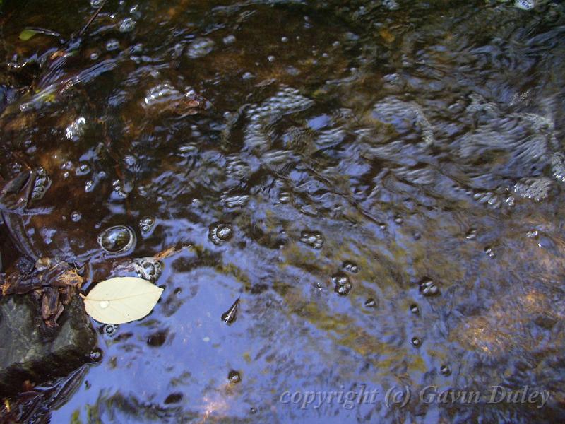 Shadows and light, water, Mt Coot-tha Botanic Gardens IMGP1774.JPG